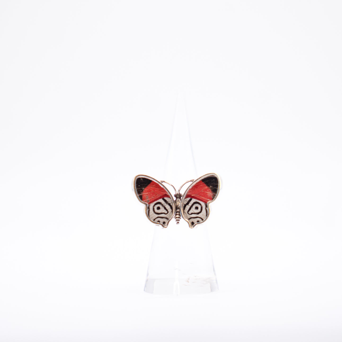 Real Butterfly Wings Ring